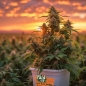 Preview: Grow Bucket Living Soil organic